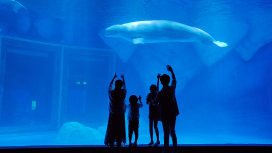 4k一家人带孩子看白鲸视频