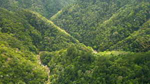 浙南自然森林峡谷航拍4K130秒视频