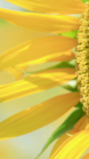 微距近距离拍摄向日葵花朵上采蜜的蜜蜂72秒视频