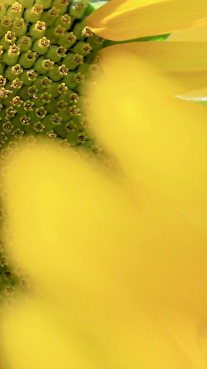 微距近距离拍摄向日葵花朵上采蜜的蜜蜂72秒视频
