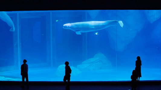 4k在水族箱前面看白鲸的人剪影视频