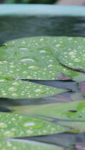 拍摄秋雨下的荷叶雨滴水珠素材视频