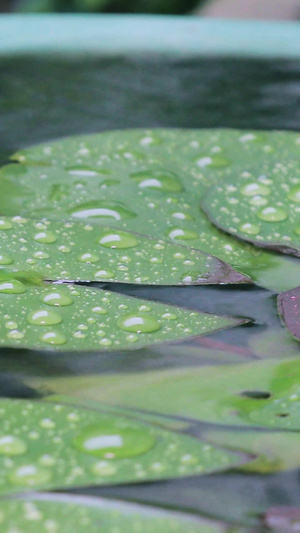 拍摄秋雨下的荷叶雨滴水珠素材36秒视频