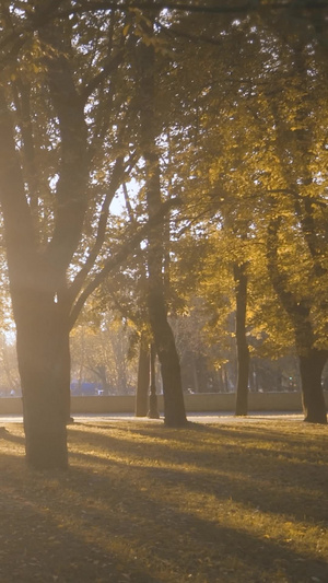 夕阳黄昏秋天公园里自行车骑行休息的人空镜头13秒视频