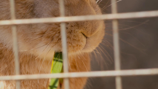 兔子吃草特写视频