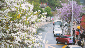 紫荆花马路4K43秒视频