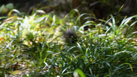 公园里的魔王松鼠松树宠物野生动物视频
