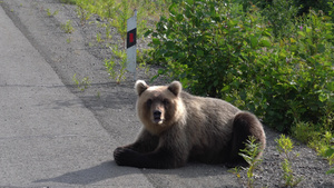 恰特卡棕熊躺在沥青路路边10秒视频