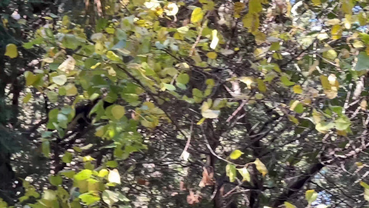 公园里的魔王松鼠松树宠物野生动物视频