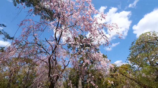 公园樱花树木拍摄视频