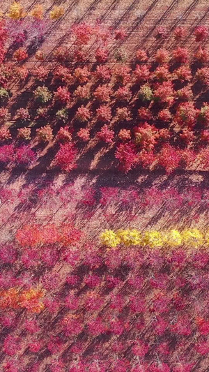山东日照秋季的红枫林红杉树39秒视频