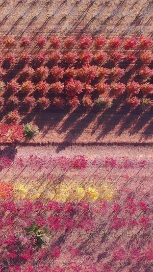 山东日照秋季的红枫林红杉树39秒视频