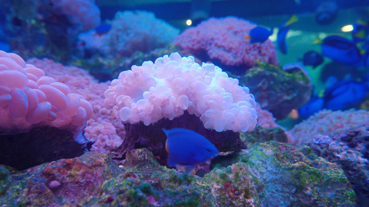 4k海底海葵浮动视频