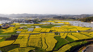 4K航拍田园油菜花15秒视频