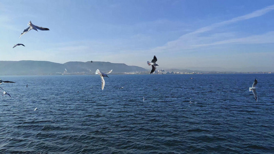 土耳其马尔马拉海上的海鸥4K视频[桑德拉]视频