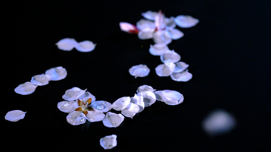 4K春季樱花飘落雨水凋谢花瓣视频