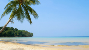 4K的热带海洋景观椰子棕榈树叶随风飘扬白色沙滩清澈12秒视频