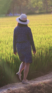 一个时尚女人走在黄昏田野小路背影视频