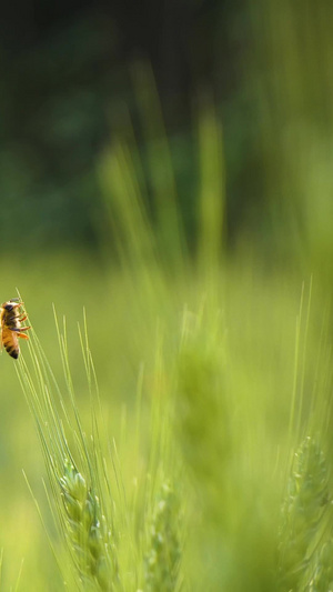 初夏的小麦和蜜蜂特写麦子穗35秒视频