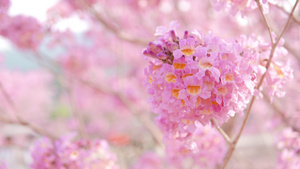 春日小清新粉色紫花风铃木21秒视频