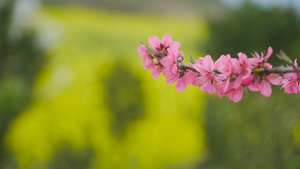 4k桃花李花油菜花91秒视频