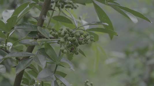 4k云南青花椒实拍视频