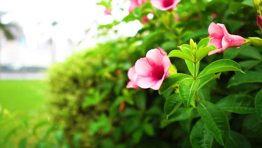 雨中的牵牛花4K升格高速视频