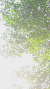 阳光树影树底空镜视频