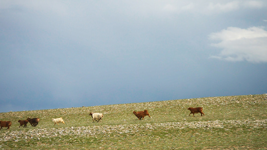 新疆牧业牧区牲畜羊群视频