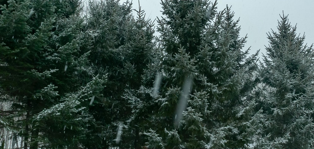 冰河飘雪北方冬季枯树云杉3k宽屏合集视频