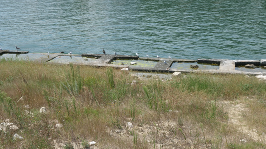 海鸥和海鸭视频