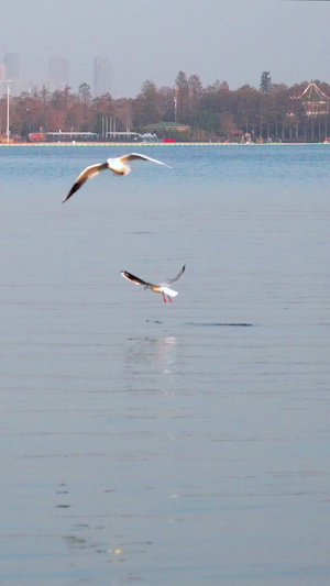 冬季候鸟湖面欢快玩耍和觅食的红嘴鸥视频素材45秒视频
