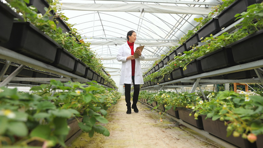 农业科研人员记录草莓生长数据视频