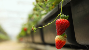 草莓培养基地的草莓特写11秒视频