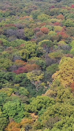 南京灵谷寺古建筑秋季风光钟山风景区43秒视频