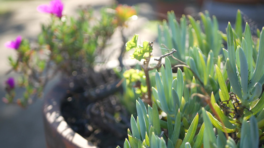 美国加利福尼亚州的冰植物多汁园艺家庭花园设计天然植物视频