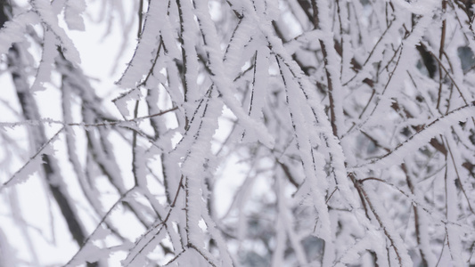 4K实拍唯美大雪后的树枝裹满冰雪视频