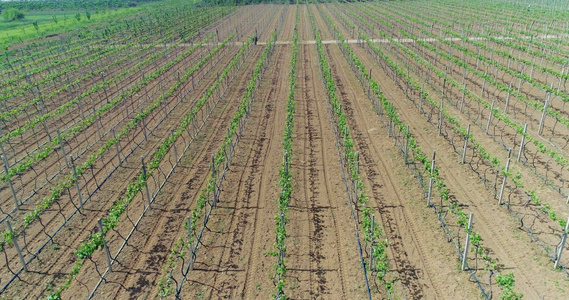 葡萄种植园4K航拍视频