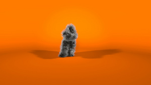 橙色背景的猴子性格Monkey20秒视频