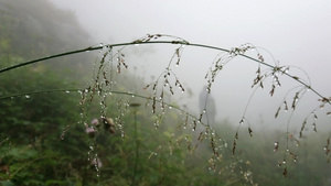 在雾中的绿草上露出露水10秒视频