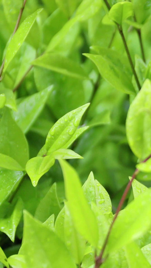 雨中绿叶春茶节69秒视频