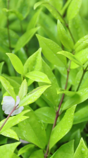 雨中绿叶春茶节69秒视频