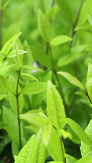 雨中绿叶春茶节69秒视频