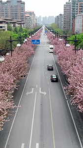 城市樱花街道航拍视频