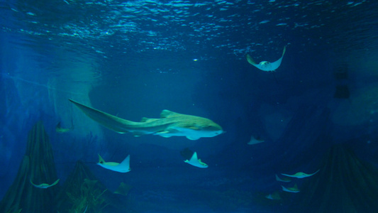 4k水族箱中的小鲨鱼和蝠鲼视频