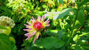 花园里美丽的大达丽亚花朵13秒视频