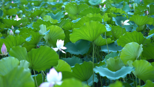 荷花池开花4K实拍视频