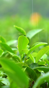 茶山 下雨天雨水打在茶树上特写实拍茶叶特写视频