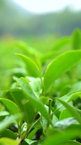 茶山 下雨天雨水打在茶树上特写春茶节视频