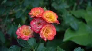 雨后一朵玫瑰花的圆形风景7秒视频